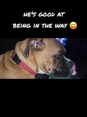 #troopertheboxer #boxerdog #boxerdog #boxersoftiktok 