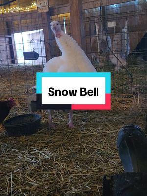 I have felt a emptiness for the past seven months since losing Sequioa. Seeing Snow Bell on fb and her friend Frank (we named them they never named them , it was actually their 2nd home ) I knew we had to go get them. #petturkeys #petturkeys #petturkeysoftiktok 