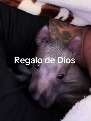 Eres un Regalo de Dios! #xoloitzcuintle #xoloitzcuintli #california #texas #puppies #puppy #mascotas #perros @Guero82king 