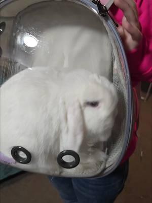 #bunnie #pet #bunnyplay #play  #bunny #bunnytok #bunnytiktok #bunnie #petcarrier #petcarrierbag 