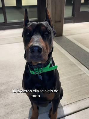 Mi Mateo me conoce. #mexicandoberman #dobermanpincher #bigdogsoftiktok #European #American #protection #singleowner #rawfeed 