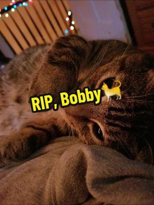 We called him Bobby because he reminded me of Bobby Baccalieri from The Sopranos. My kids don't get the reference, but they went with it. He'll be back.💚💔 #mavismanifests #cat #rip #grief #medium #mediumreadings #oracle #oraclereadings 