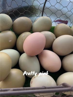 Pink eggs… yes please! 🌸🐓 Our Barredrock eggs keep getting pinker, and we’re obsessed with this dreamy color palette. Nature truly is the best artist! 💕🥚✨ #FarmFreshEggs #BackyardChickens #EggColors #RiseAndRoost #PinkEggs #HomesteadLife #ChickenMama #FarmLife #ShenandoahLiving #SmallBusinessLove