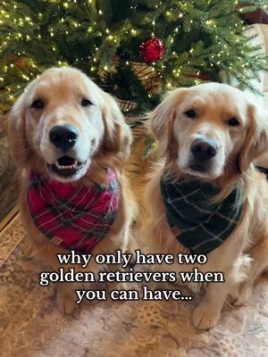 And the more love there is to go around💛 we were hesitant about adding another dog to our family but boy did we make the right decision. The love is unmatched💛 #goldenretriever #dogsoftiktok #goldenretrieversoftiktok #puppiesoftiktok #goldenretrieverpuppies #dogtok #goldenretrievers #dogsoftiktokviral 