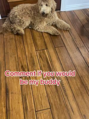 Be my buddy by a comment #goldendoodle #mybuddy #chanel 