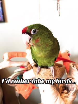 Baby just turned 6 weeks too. #lovebird #conure #mitredconure #fullyflighted #wingclipping #birds #petbird