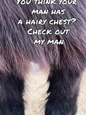 Icelandic horses are hairy! #hairychest #icelandichorse 