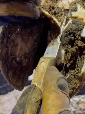 Cow has a DEEP CHASM in her HOOF_P1 #satisfying #oddlysatisfying #asmr #farrier #cow #cows #TheHoofGP#horse #hoof #hooftrim #hooftriming #hoofpick #hoofcleaning #hoofcare #hooftok #horse #farrier #farriersoftiktok 