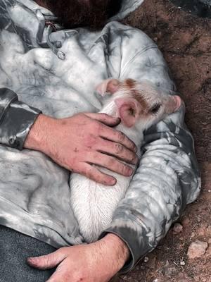 Wilbur is doing better and better each day. Gave him some antibiotics so we will see if there is any progress 🤞🏻 #wilbur #cuteanimals #pigsoftiktok #piggy #pigfarm #piglets #petpig #rescuepig #farmtok #support #pray 