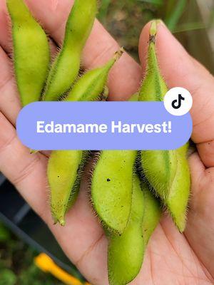 I'm back! I bought 4 bags of #edamame from Trader Joes today and instantly regretted not planting more edamame in the #garden to save for the winter. It's one thing I'll plant more of this spring!  #gardentok #homestead #harvesting #foodforest #gardenfresh #fromthegarden #harvest #backyardvibes #foodtiktok  #FoodTok 