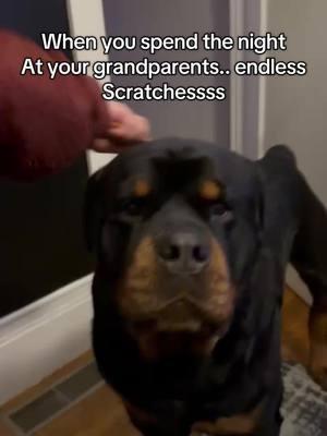 They sent me 4 videos of these scratches lol now I know why he looks at the back scratcher and barks lol #rottweiler #abuelosynietos #thisgeneration #mychildren #perros #perritostiktokers 