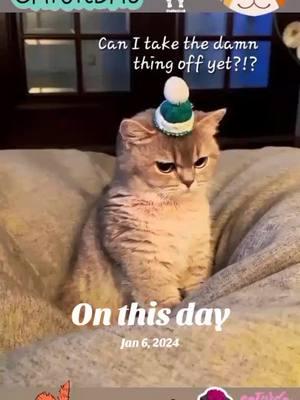 #onthisday #throwbackmeme #fyp #psychocat #meme #fy #fypシ゚viral #fypツ♡ #fypツ #goviral #followingpage     #fypツシ #foryoupage #fypシ゚ #foryourpages #🖤fypシ゚viral #foryourpage #trending #memes #fypagee 