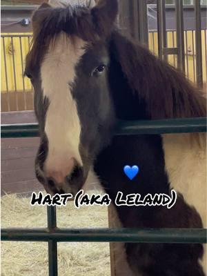 Leland has a new name #hart #foryoupage #fyp #freelandsgypsyhorses #foalsoftiktok #8monthsold #wisconsinbound #leavingsoon #goodboy 