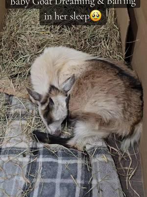 Little Athena dreaming and making noise in her sleep🥹🖤 #cutebabygoats #cutebabygoat #babygoats #babygoat #housegoat #housegoats #goatsoftiktok #goatmomlife #goatmom #goatmommy 