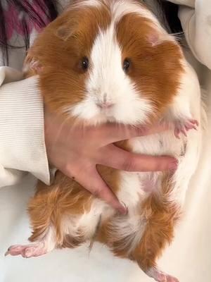 So cute!!!🥰😍😘#guineapig #guineapigs #pet #cute #cutepet #petlover #pettraining #PetsOfTikTok #fyp #funny 