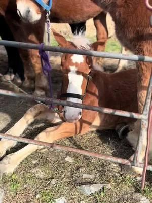 Follow to see part III of this amazing rescue of a young baby horse draft colt. Ally wins the bid at the local horse auction and takes him home to see a veterinarian. #ohkaytacos