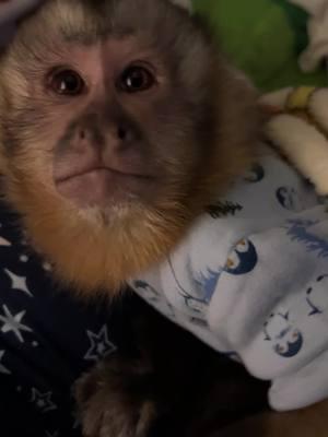 Henry says GOODNIGHT❤️💤 #everetthenry #bedtime #goodnight #sweetboy #capuchin #monkey #monkeyoftiktok 