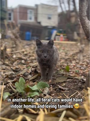 the last video was Granny’s last night outside 🥺💔  #spayandneuter #catrescue #philly #philadelphia #fyp #catrescuer #feralcat #communitycats #trapneuterreturn #tnr #eartippedcatsoftiktok #catdistributionsystem #foryoupage #adoptdontshop #catsoftiktok #cat #cattok #kensington #rainbowbridge 