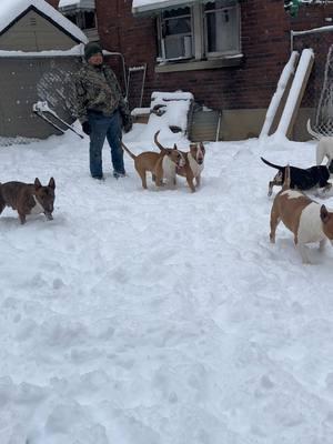 Having fun on a snowy day 😅❄️ #winter #invierno #coldweather #bullterrierlover #bullterrieringles #viralvideo #englishbullterrier #bullterrieraroundtheworld #dogsoftiktok #dogsviral #perrostiktokers #perrosdetiktok #pageforyou #dogworld 