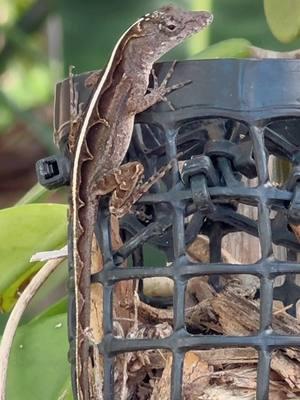 Beginning in July 2019, numerous free-ranging brown anoles (Anolis sagrei), an invasive lizard species in Florida, USA, were reported with large, soft, subcutaneous masses and disfiguring facial swellings. Postmortem evaluations of six affected animals, including cytology, histology, and electron microscopy, identified the presence of myriad chain-forming coccoid bacteria surrounded by a prominent clear capsule and abundant lightly basophilic matrix material with minimal associated granulomatous inflammation and effacement of normal tissue. Standard PCR and sequencing of the lesions revealed 100% nucleotide identity to Enterococcus lacertideformus.  (I just found this in my drafts and decided to post it) #lizards #anole #science #biology #wildlife