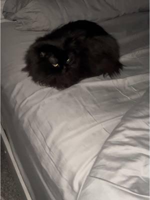 Wynn says, it’s bedtime! #cat #catsoftiktok #fluffycat #blackcatsoftiktok #persiancatsoftiktok #persiancat 