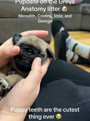 I love them so much 😭 letting them go is going to be so hard!! #greysanatomy #meredithgrey #cristinayang #izziestevens #georgeomalley #pugpuppies #pugsoftiktok #pugtok #fyp 