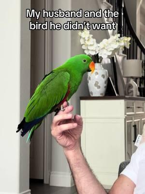 My husband was not stoked when I started bringing birds home 8 years ago, but now he loves them all. However, he and Galen have a very special bond 🥰 #galen #eclectus #parrot #bird #rescue 