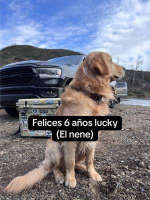 #creatorsearchinsights #happy birthday lucky 🦮#goldenretriever #puppy #golden #dog #birthday #dogsbestfriend #goldenretrieverlife #perros #perrostiktokers #puppiesoftiktok #goldenretrieverpuppy #6yearsolder #viralvideo #fypシ゚viral @Daniel Segura 