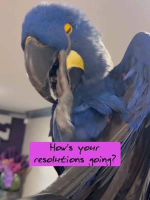 How’s your New Years resolutions going?  Not so well for Curaçao 😂  #newyearsresolution  #parrotsrus #curacao #hannibal #paisley #paisleyparker #hyacinthmacaw #parrotsofinstagram #parrots #gratefuleveryday #choosehappiness #bekind #findjoy 