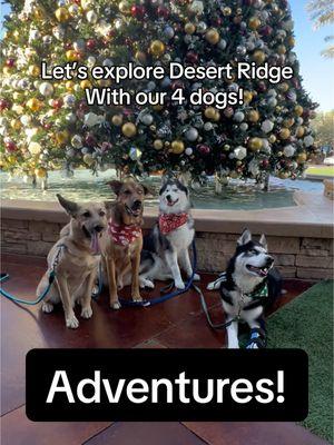 We love taking the boys on walks and little adventures around AZ 💕 #gsd #shepherd #dogmom #dog #dogs #dogadvice #rescuedogs #dogvideos #dogideas #doglover #husky #huskylife #arizona #phoenix #scottsdale 