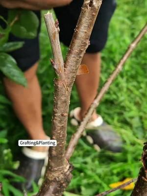 Fruit tree Grafting  #fyp #usa_tiktok #grafting #graftingtechniques #plantgrafting 