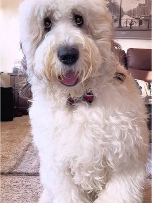 Booker loves his @Sugarwish package🥰  #sugarwish #dogsoftiktok #doglover #stberdoodle #stbernard #poodle #poodlemix #dogsatchristmas 