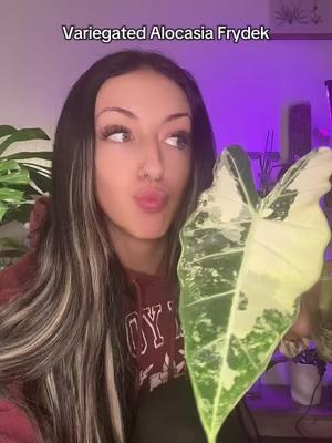 voice over wouldnt work & i forgot to wipe my camera before filming 🥲 #varigatedalocasiafrydek #alocasia #frydekvariegated #repot #rareplants #plantsoftiktok #PlantTok #planttok🌱 