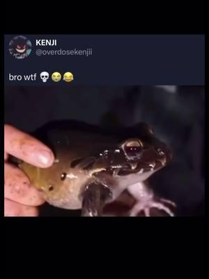 That frog was not holding back #coyotepeterson #animalsofinstagram #animalsreact #animalstok #memes😂 #foryoupageeeeeeeeeee 