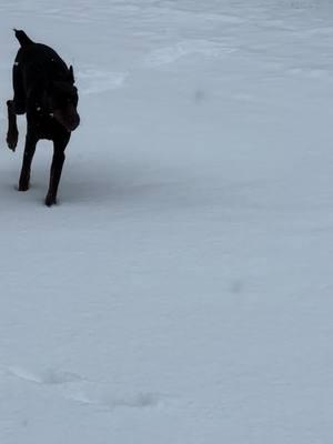 Daisy’s first big snow #dog #doberman #reddoberman #derpydog #reddobi #dobermanpinscher #cutedog #dogs #dobi 