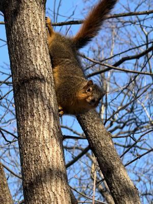 How couldn’t someone love the outdoors? #squirrel #scouting #nature #wildlife #deerseason 