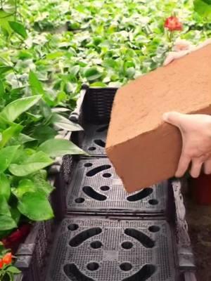 Transform Your Plant Care! 🌱✨ This Tiny Coco Coir Brick Expands BIG and Boosts Root Growth! PlantLovers 🌸 #ShopNow#PlantCare #HomeGardening #CocoCoir #GardenHacks ##RootGrowth #EcoFriendly #PlantParenthood #FlowerPower #GardeningTips #IndoorPlants #SustainableGardening #TikTokShopLastChance#TikTokShopNewYearNewAura#spotlightfinds 