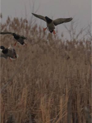 I like my mallard drakes feet down and crispy as can be in focus !! Not the easiest route to take but I’m always down for a challenge !!  - - - #waterfowl #wildfowl #mallard #waterfowlseason #duckseason #wildlife #duckhunting #waterfowlhunting @AF Waterfowl @Ducks Unlimited @Presley’s Outdoors🦌🦆 @Banded Hunting Gear 