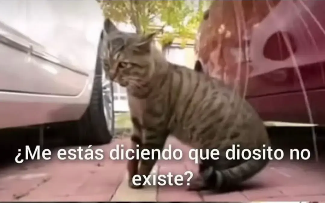 #gatitos_haciendo_cosas #catsoftiktok #meme #fypシ 