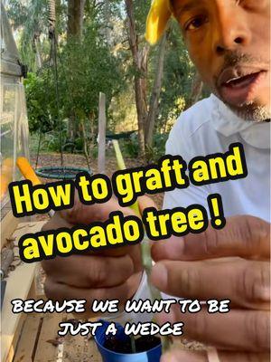 How to graft and avocado tree #grafting #graftingtechniques #gardeninghacks #andrethefarmer #avocado #avocadotree #foryou #fyp #onthisday 