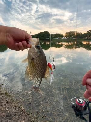 Fishing with my micro to see what the biggest is that I can catch on it. First fish of the quest is a nice lil crappie on the mini tracer shiner spin🔥 Link to my bait is in my bio💪 #urbanfloridafishing #floridafishing #fishingvideos #bassfishing 