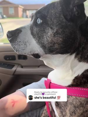 Replying to @security officer clay372😈 #souldog #dogsoftiktok #foreverinmyheart #neverforgotten💔🕊️ #myoldgirl #petlossgriefjourney #pitbullsoftiktok #pittiesoftiktok #uncondiotionalove #remeberme #dogfyp #beautifuldogsoftiktok #beautifulgirl #beautifuldogs #mysouldog #pitbulllove #pitbullmom #fulllife #circleoflife #resteasy #mamadog #blueeyeddog #blueeyedgirl 