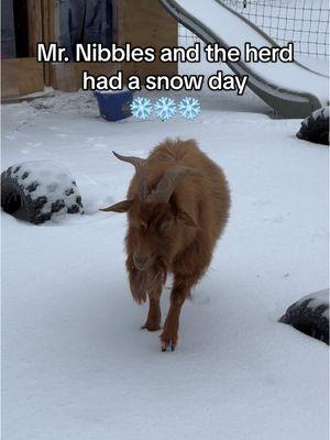 Posting this from yesterday’s snow day❄️⛄️ #mrnibbles #goatsoftiktok #snowday #winter