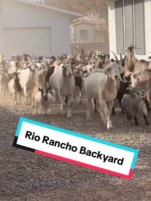 Another Rio Rancho backyard alumber party for the goats. #goats #goatscaping #goatgrazing #grazinggoats #contractgrazing #contractgoatgrazing #targetedgrazing #targetedgoatgrazing #grazingsystems #prescibedgrazing #prescribedgoatgrazing #systemsgrazing #rentagoat #yardmaintenance #weedremoval #firefuelreduction #brushremoval #thegoatguy #goatguy #newmexico #bosque #newmexico #cowboymax