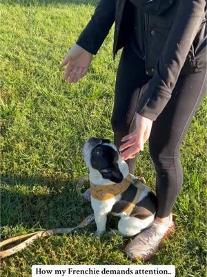 Sometimes you just need to jump into your favorite humans arms to demand their attention… #frenchie #frenchbulldog #frenchiesoftiktok #frenchiepuppies #bulldogsoftiktok #frenchielife #frenchiepuppy #dogtrend #viraldog #funnydogvideos #dogjumping 