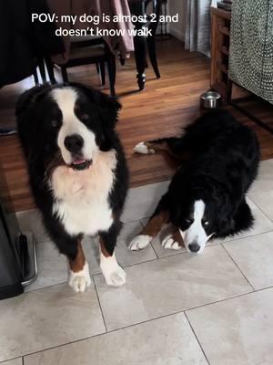 Gus I’m begging you to learn 😩 #bernesemountaindogsoftiktok #bernesemountaindogoftheday #bernesemountaindoglovers #bernesemountaindog 