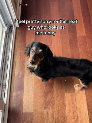 throwback to when Henry was scared of his little sister #dachshund #minidachshund #longhaireddachshund #blackandtandachshund #3leggeddachshund #3leggeddog #dachshundsoftiktok #miniaturedachshund #dogs #charlottenc #wlw #lgbtq #lesbian #cat #blackcat 