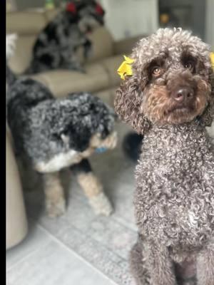 The cuttest lil family 💕🐶#australianmtndoodle#mtndoodle #aussiedoodle#bernadoodle#goldendoodle #goldendoodles #goldendoodlef1b #goldendoodle_daily #goldendoodlesofinstagram #goldendoodlesofig #goldendoodlestyle #goldensofinstagram #doodle #doodlesoftheworld #doodlesofinsta #doodlesofig #doodlesoflorida #doodlepuppy #doodletales #puppylove #puppyofinstagram #puppylife #puppyoftheday #puppiesofinstagram #puppiesofig #puppies #dogsofinsta #dogsofig #dogsofbark #dogstagram