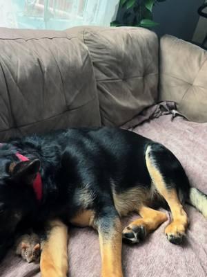 Dakota’s NapTime #shepherd #germanshepherd #k9 #dogsoftiktok #dogs #dogsofttiktok #doglover #dogmom #k9life #fyp #pet