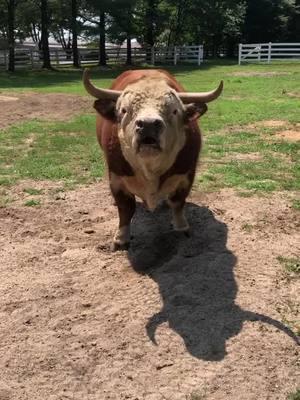 Higgins .. one happy bull 😎#fyp #funonthefarm #ladyfarmerneedsacocktail #miniaturehereford